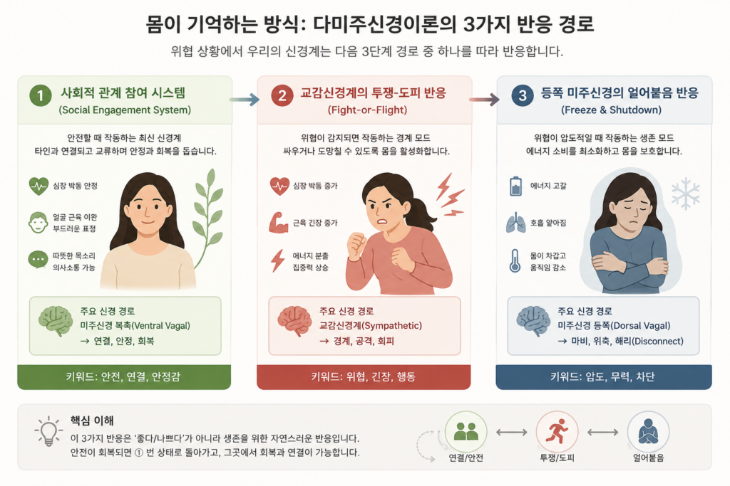 트라우마 몸의 기억을 설명하는 다미주신경이론 3단계 신체 반응